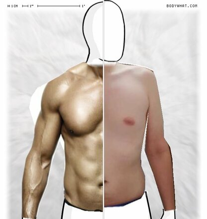 Torso Comparison