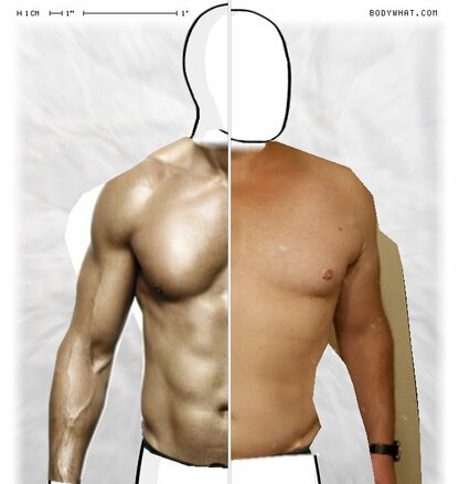 Torso Comparison