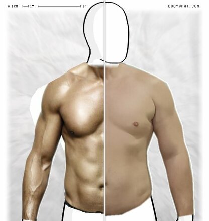 Torso Comparison