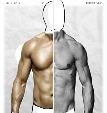 Torso Comparison