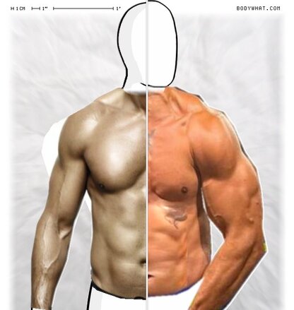 Torso Comparison