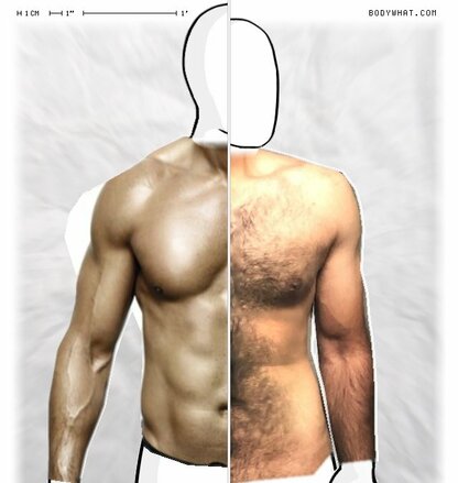 Torso Comparison