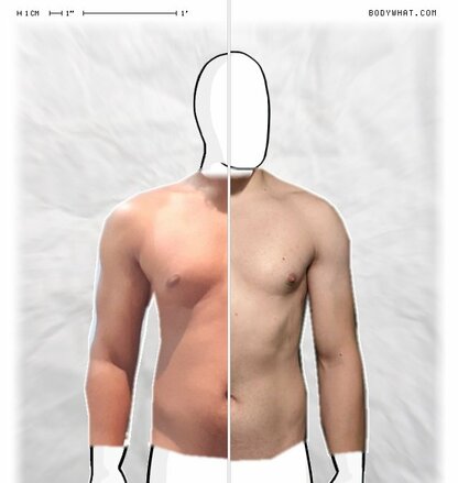 Torso Comparison