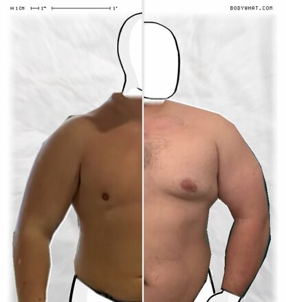 Torso Comparison