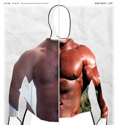 Torso Comparison