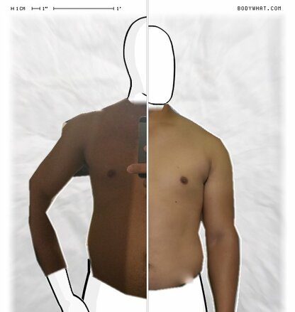 Torso Comparison