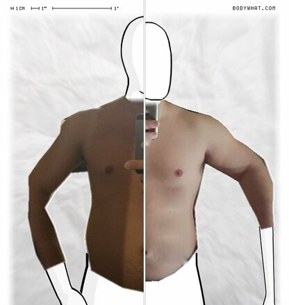 Torso Comparison
