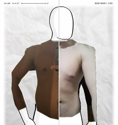 Torso Comparison