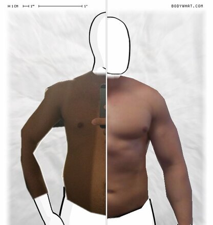 Torso Comparison
