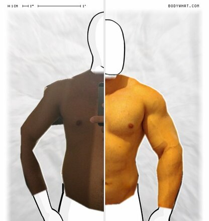 Torso Comparison