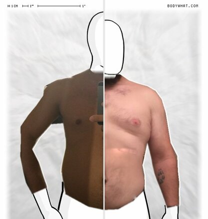 Torso Comparison