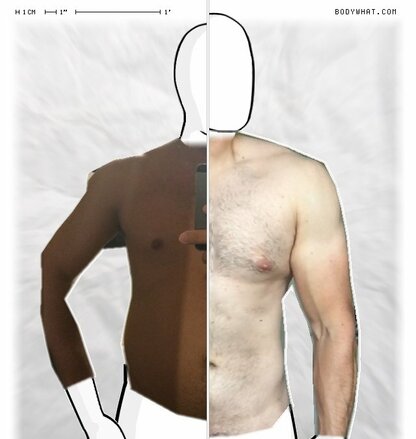 Torso Comparison