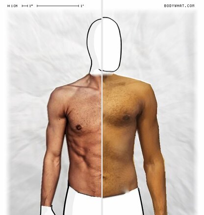 Torso Comparison