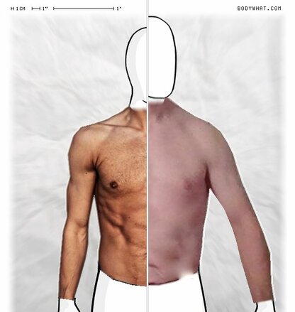 Torso Comparison