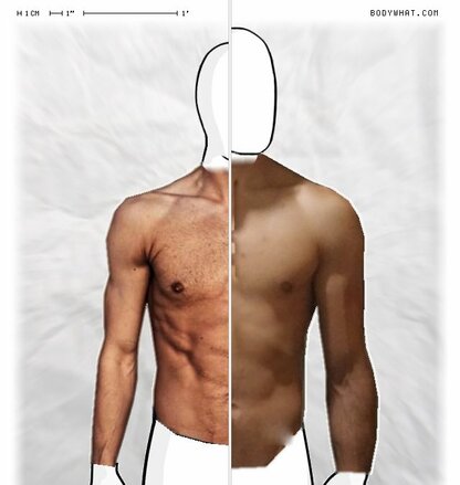 Torso Comparison