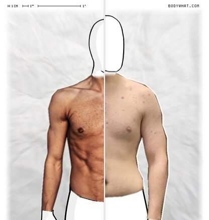 Torso Comparison