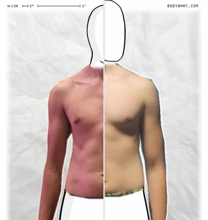 Torso Comparison