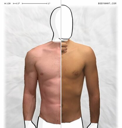 Torso Comparison