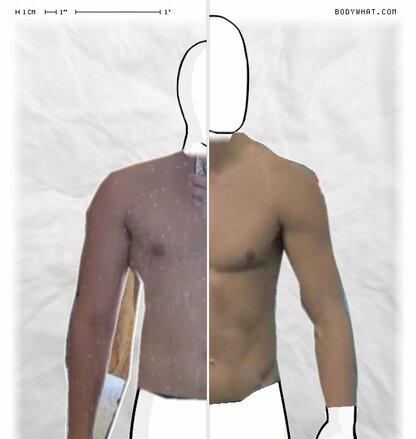 Torso Comparison