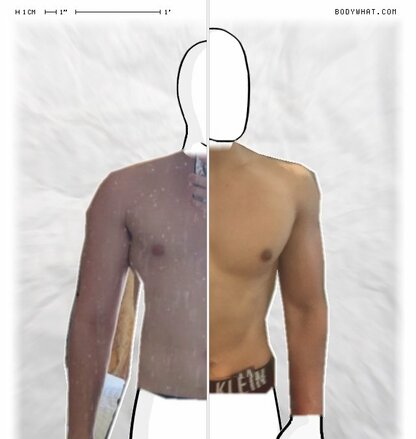 Torso Comparison