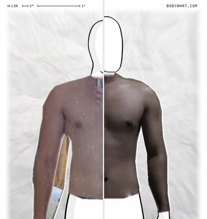 Torso Comparison