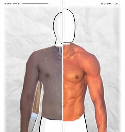 Torso Comparison