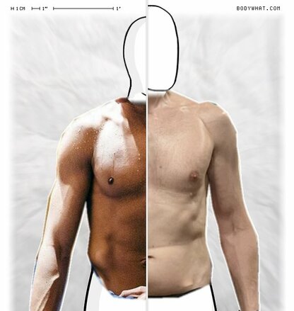 Torso Comparison