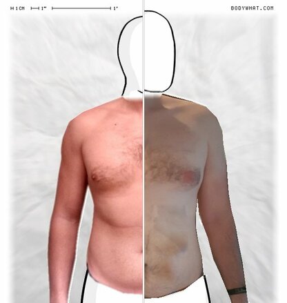 Torso Comparison