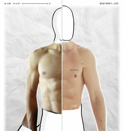 Torso Comparison