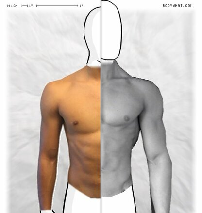 Torso Comparison