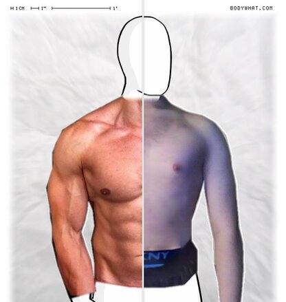 Torso Comparison