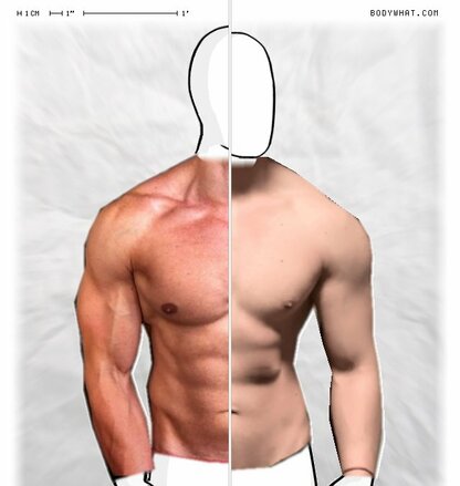 Torso Comparison