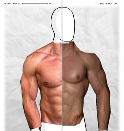 Torso Comparison