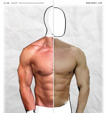 Torso Comparison