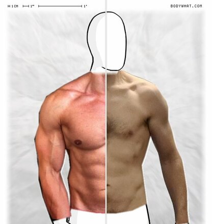 Torso Comparison