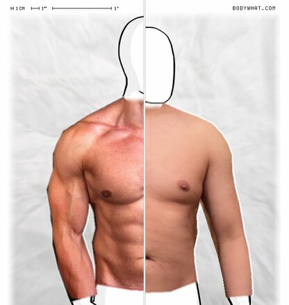 Torso Comparison