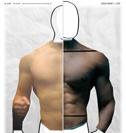Torso Comparison