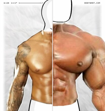 Torso Comparison