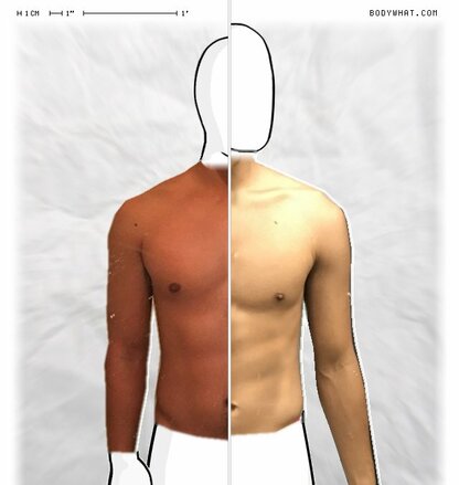 Torso Comparison