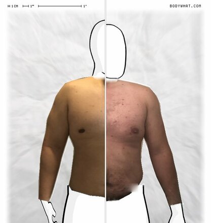 Torso Comparison