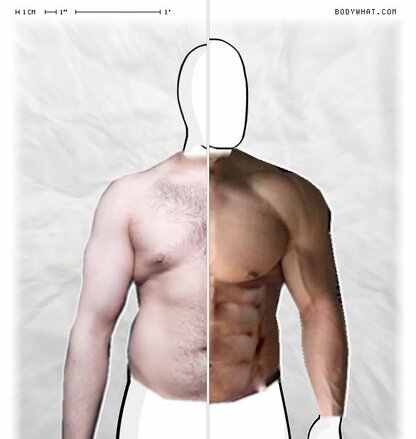 Torso Comparison