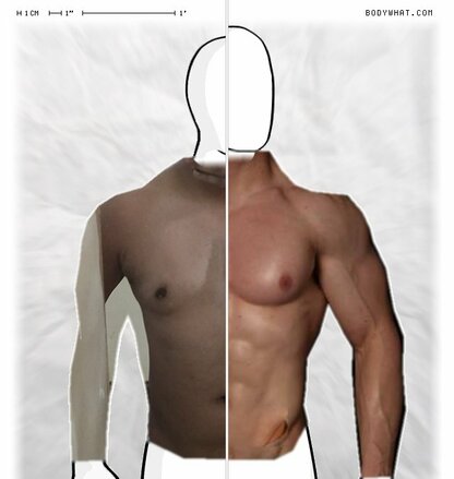 Torso Comparison