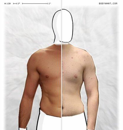 Torso Comparison