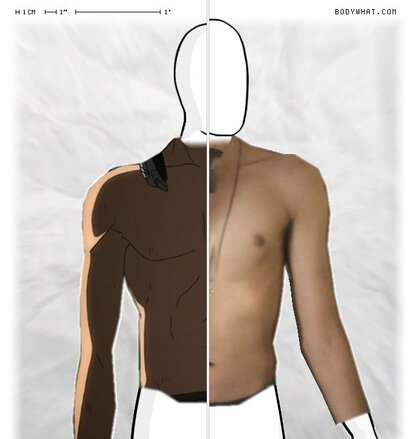 Torso Comparison