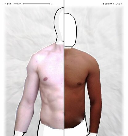 Torso Comparison