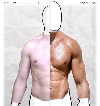 Torso Comparison