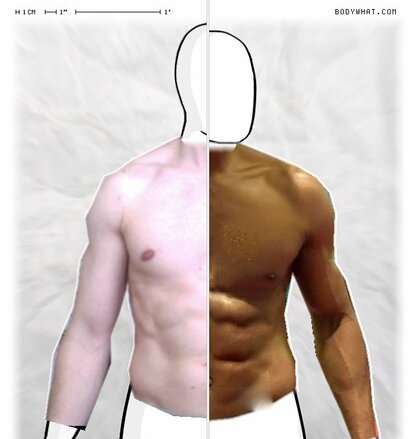 Torso Comparison