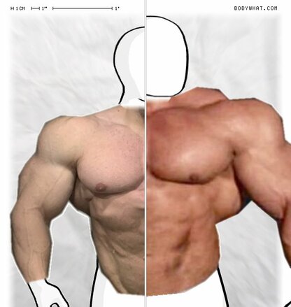 Torso Comparison