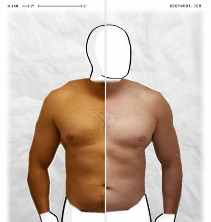 Torso Comparison