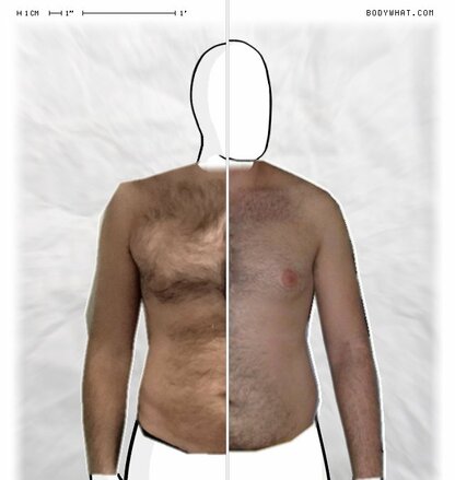 Torso Comparison